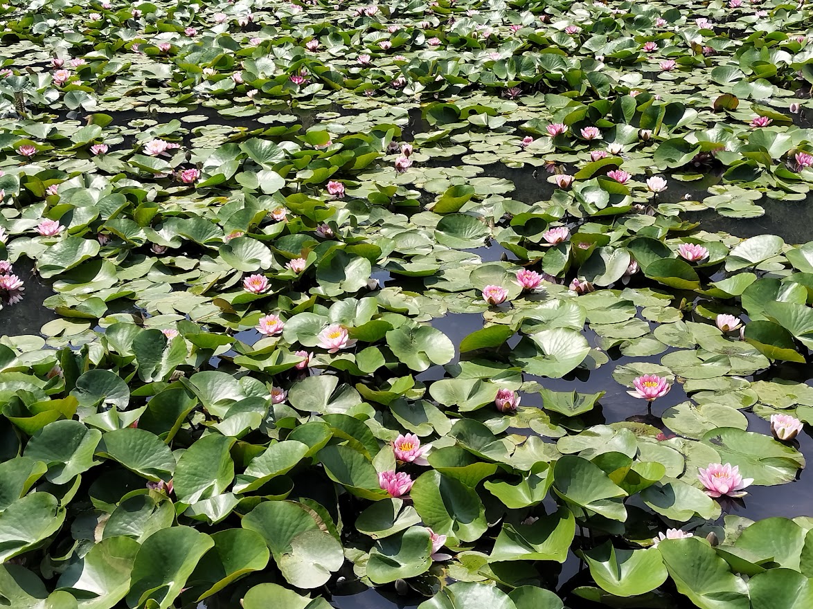 岩槻城址公園